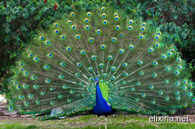 The Beauty of Peacocks