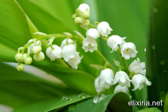 The Lily of The Valley